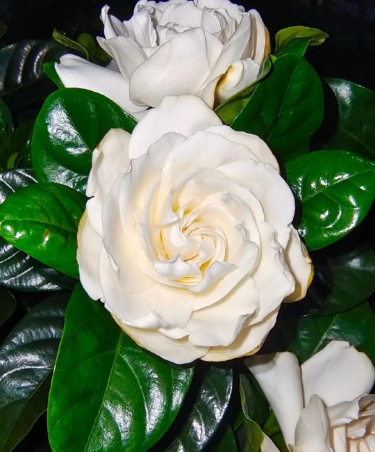 栀子花东北冬季怎么养