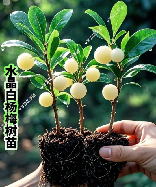 杨梅扦插繁殖技术指南：成功率低的硬枝扦插与嫩枝扦插实操方案