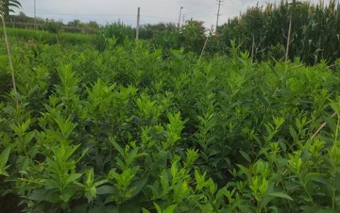 连翘种植技术与栽培管理全指南