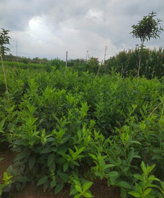 连翘种植技术与栽培管理全指南