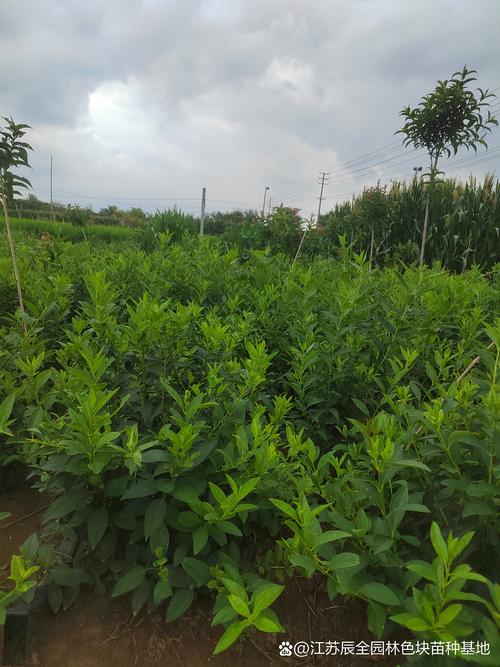 连翘种植技术与栽培管理全指南 连翘种植技术与栽培管理全指南