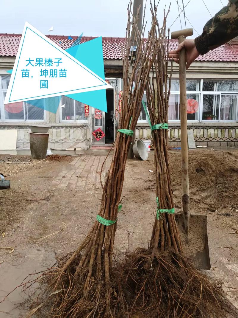 大榛子树苗多少钱?2025年最新价格参考与影响因素全解析 您的专属询价指南