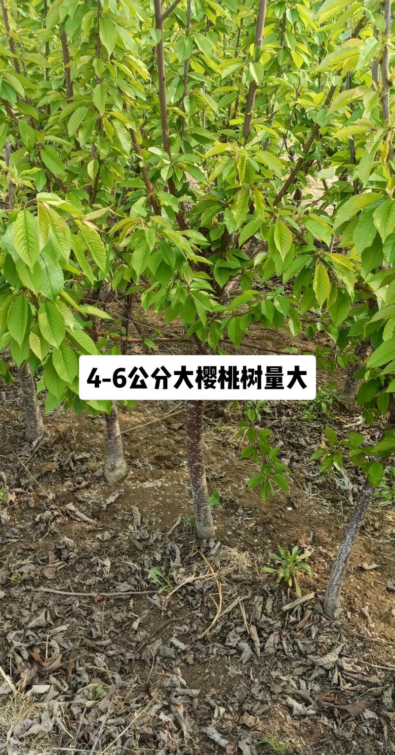 大樱桃树多少钱一颗?2026年最新价格参考与影响因素分析 价格影响因素对比表