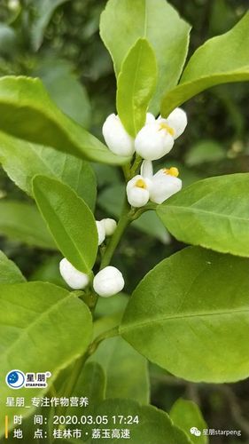 栗子树什么时候开花?全国花期时间表与促花促果管理指南 栗子树花期与果期时间表