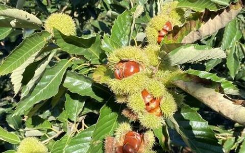 栗子树什么时候开花？全国花期时间表与促花促果管理指南
