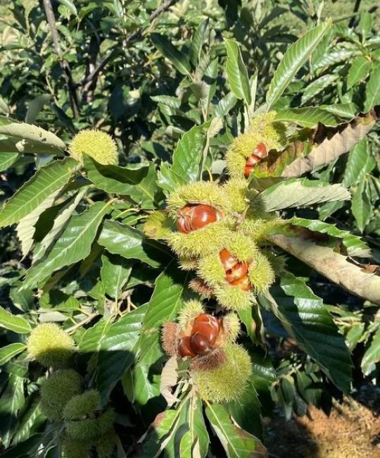 栗子树什么时候开花？全国花期时间表与促花促果管理指南