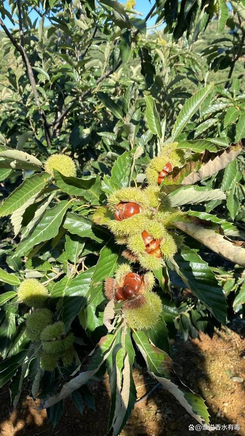 栗子树什么时候开花?全国花期时间表与促花促果管理指南 栗子树什么时候开花?