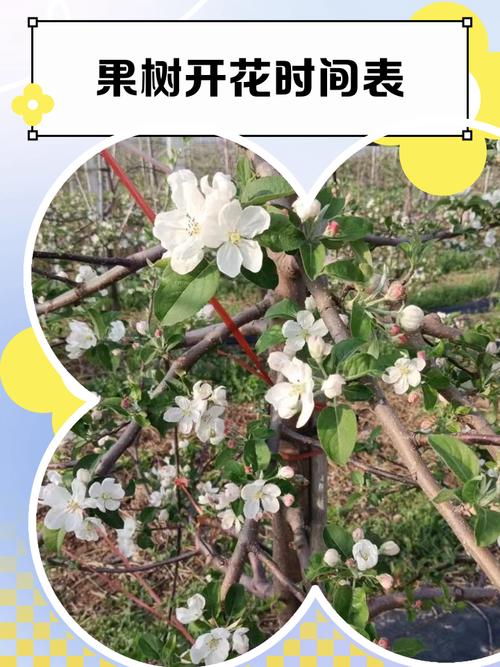 栗子树什么时候开花?全国花期时间表与促花促果管理指南 FAQ