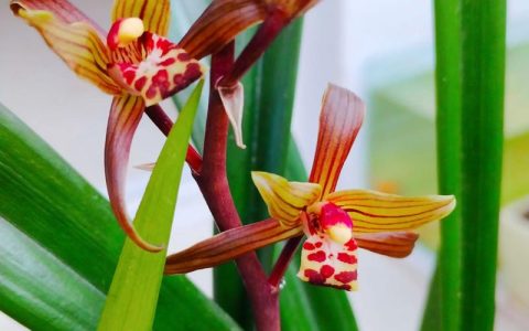 兰花怎么开花？掌握这5个关键点，年年开爆盆