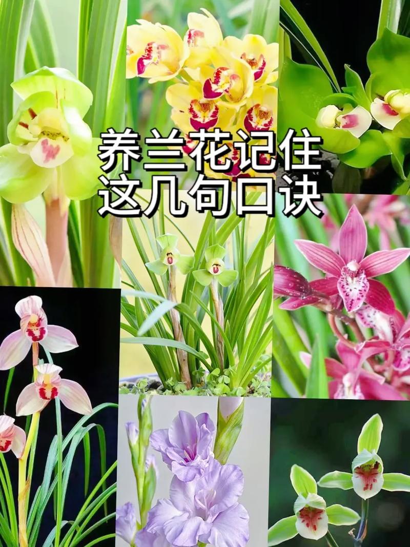 兰花怎么开花?掌握这5个关键点,年年开爆盆 总结
