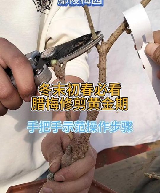 腊梅怎么剪枝，才能开花多？