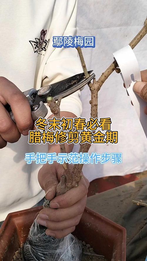 腊梅怎么剪枝,才能开花多? 腊梅怎么剪枝,才能开花多?