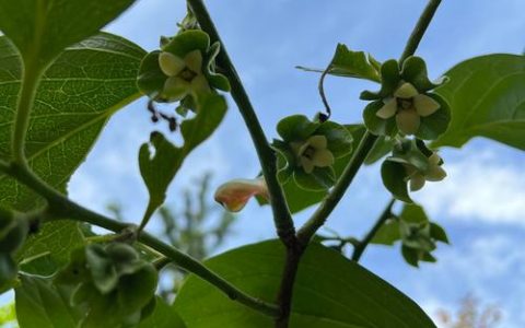 柿子树花是什么颜色的？柿子树开花特征与花期详解