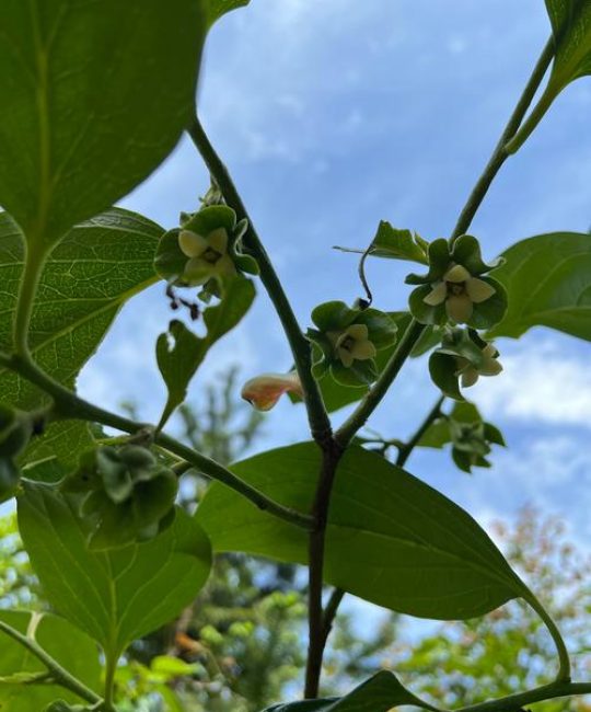 柿子树花是什么颜色的？柿子树开花特征与花期详解