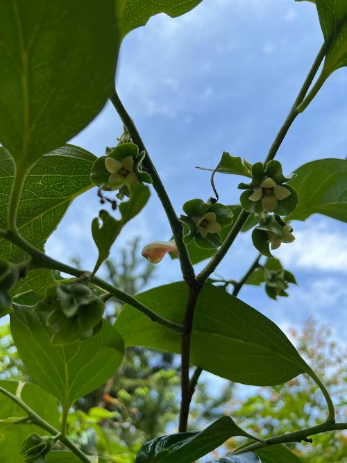 柿子树花是什么颜色的?柿子树开花特征与花期详解 柿子树花是什么颜色的?柿子树开花特征与花期详解