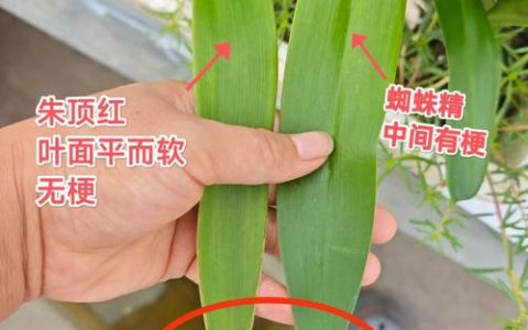 朱顶红“蜘蛛精”与普通朱顶红种球：6维度深度对比与选购指南