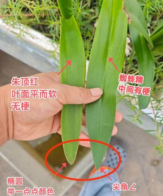 朱顶红“蜘蛛精”与普通朱顶红种球：6维度深度对比与选购指南