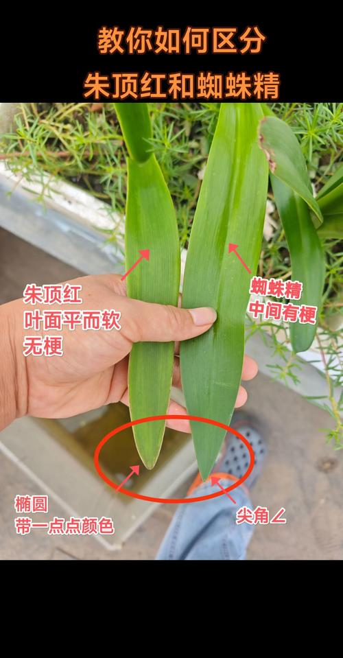 朱顶红“蜘蛛精”与普通朱顶红种球:6维度深度对比与选购指南 朱顶红“蜘蛛精”与普通朱顶红种球:6维度深度对比与选购指南