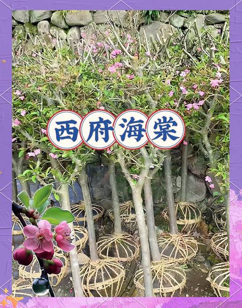 广西可以种海棠花吗?——气候适应性分析与种植指南 五、特定场景建议