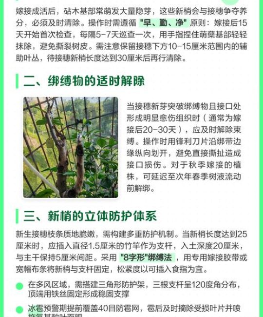 如何嫁接柿子树？从砧木选择到嫁接后管理，一篇文章讲透其关键技术