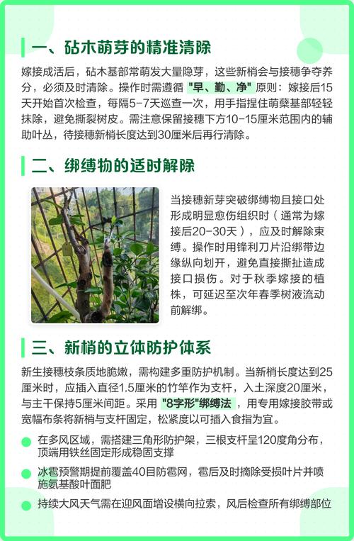 如何嫁接柿子树?从砧木选择到嫁接后管理,一篇文章讲透其关键技术 砧木选择与培育:君迁子为通用砧木,野柿适合南方酸性土
