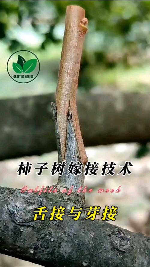 如何嫁接柿子树?从砧木选择到嫁接后管理,一篇文章讲透其关键技术 接穗采集与处理:优选结果树的一年生充实枝条