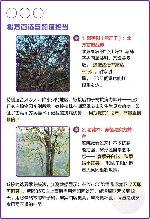 如何嫁接柿子树?从砧木选择到嫁接后管理,一篇文章讲透其关键技术 嫁接时期与操作步骤:春季枝接成活率最高,秋季芽接次之