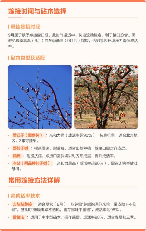 如何嫁接柿子树?从砧木选择到嫁接后管理,一篇文章讲透其关键技术 嫁接后管理:除萌、解绑、水肥与防风折