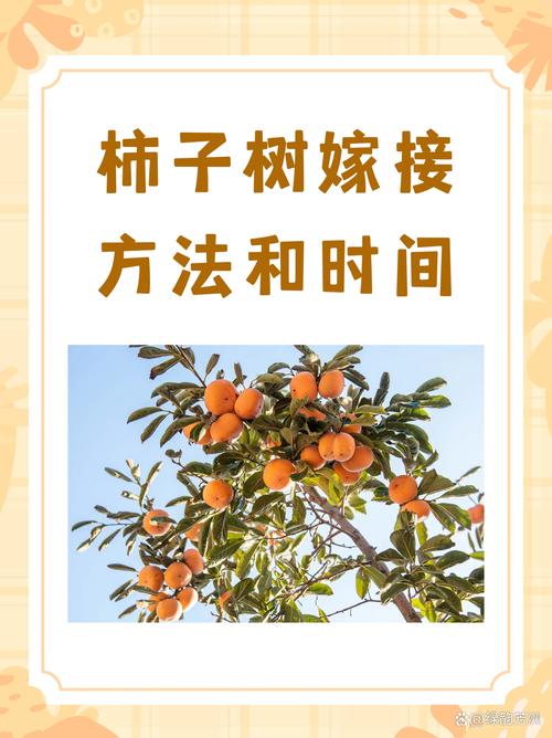 如何嫁接柿子树?从砧木选择到嫁接后管理,一篇文章讲透其关键技术 影响成活率的核心因素:品种亲和性、嫁接时期与操作精度