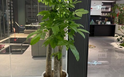 科学选择绿植租摆供应商：避开陷阱的四个步骤