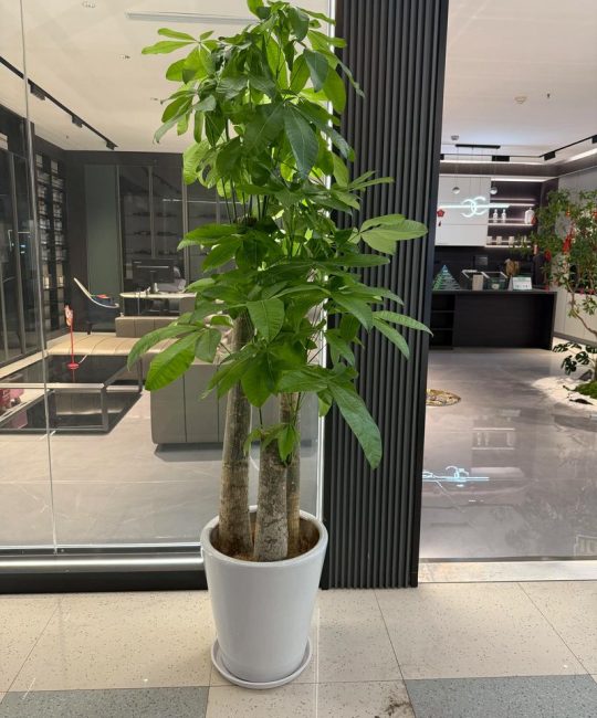 科学选择绿植租摆供应商：避开陷阱的四个步骤