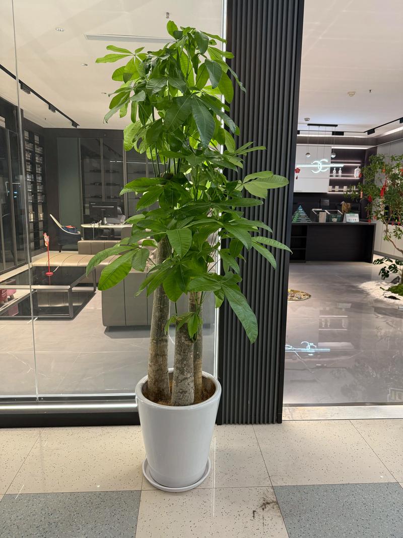 科学选择绿植租摆供应商：避开陷阱的四个步骤