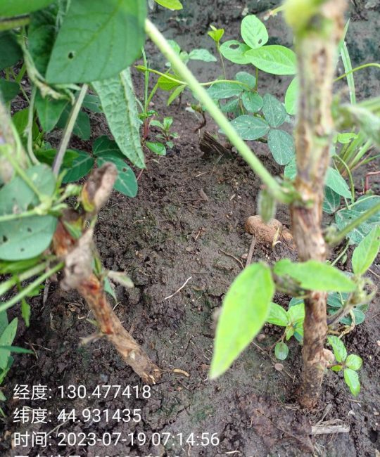 豆角根腐病的危害与食用安全指南