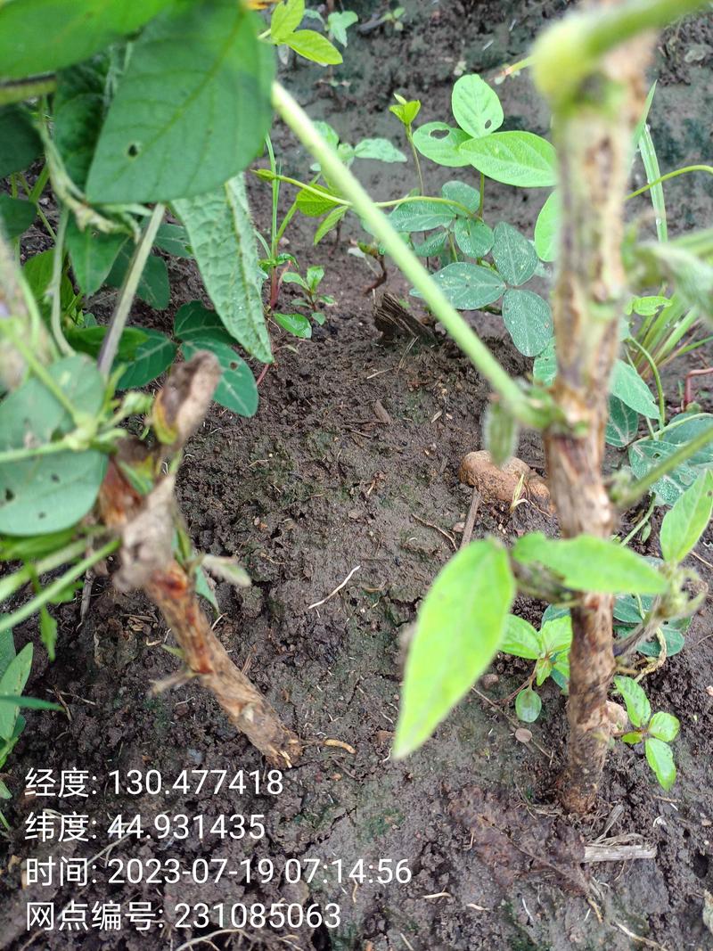 豆角根腐病的危害与食用安全指南 豆角根腐病的危害与食用安全指南