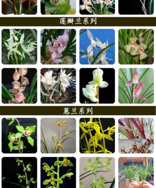 兰花一般买几苗最好？新手成活率最高的3种搭配方案