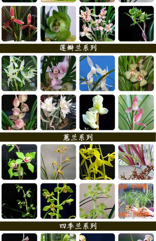 兰花一般买几苗最好?新手成活率最高的3种搭配方案 兰花一般买几苗最好?新手成活率最高的3种搭配方案