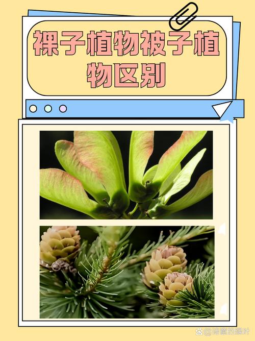 裸子植物不开花吗?答案和你想的可能不一样 裸子植物与被子植物繁殖方式对比