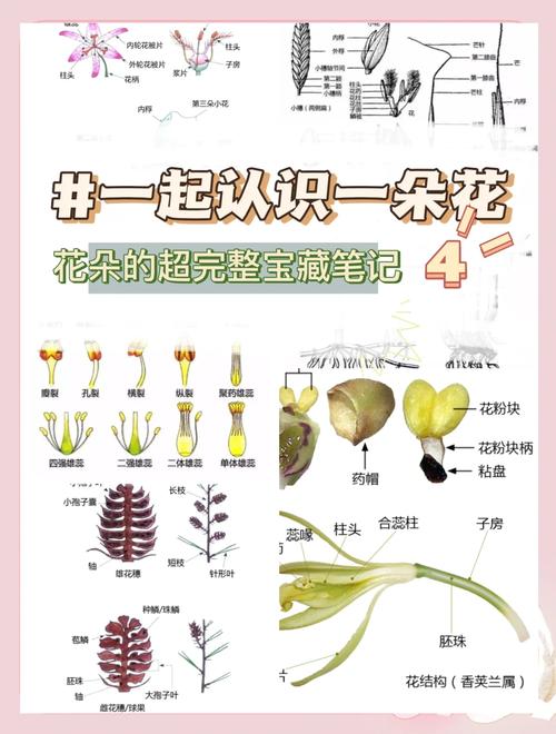 裸子植物不开花吗?答案和你想的可能不一样 “花”与“球果”的常见混淆点