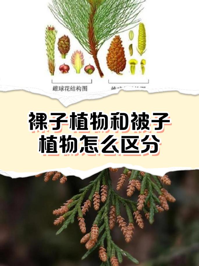 裸子植物不开花吗?答案和你想的可能不一样 家庭园艺中松柏类植物的观赏期与养护要点