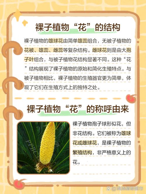 裸子植物不开花吗?答案和你想的可能不一样 常见问题FAQ