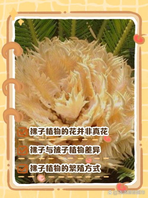 裸子植物不开花吗?答案和你想的可能不一样 总结