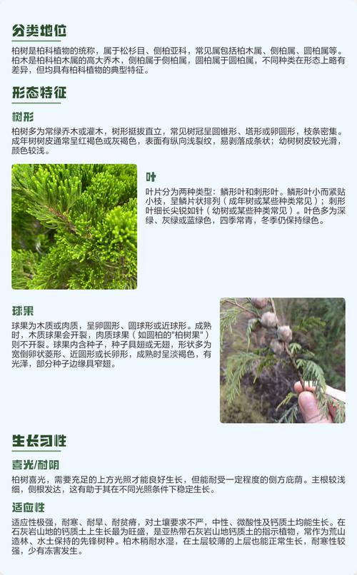 柏树像什么一样?从园艺视角解读柏树的千姿百态 像沉默的长者:文化的厚重感
