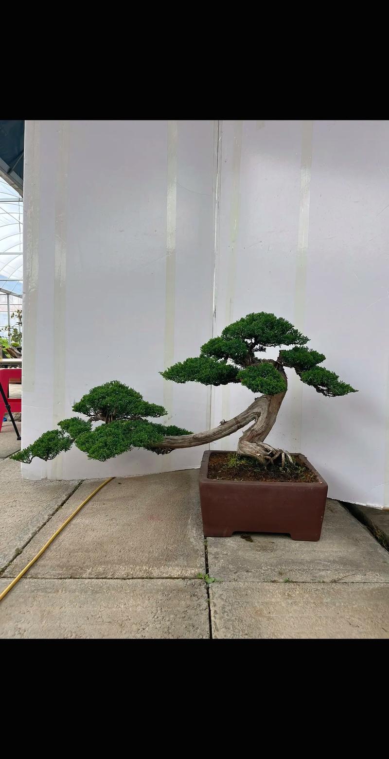 柏树像什么一样?从园艺视角解读柏树的千姿百态 园艺实践:如何让柏树“像”你所愿