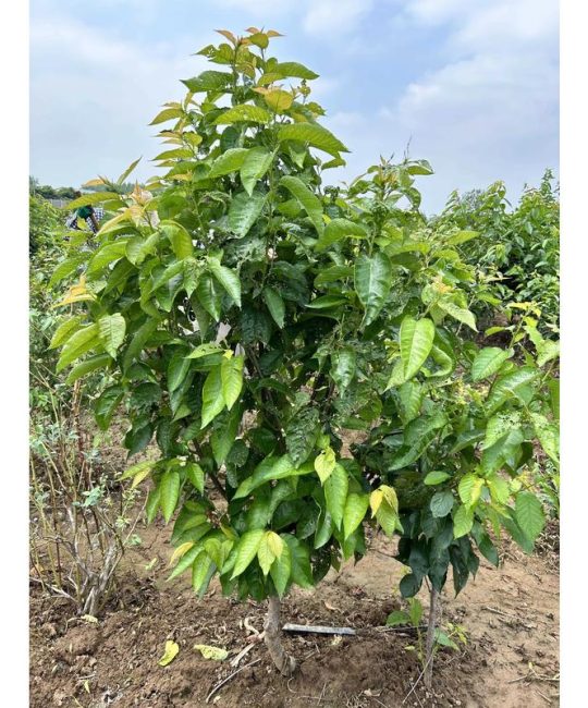 樱桃苗是什么样子？全面解析形态特征与选购指南