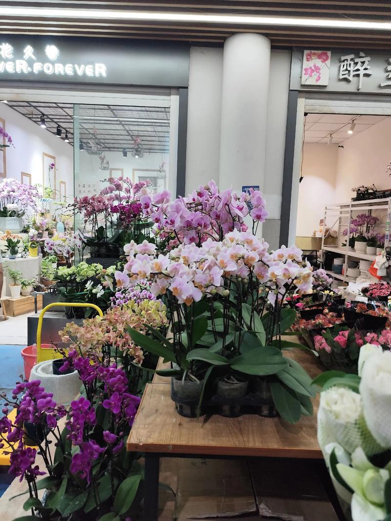 鲜花批发怎么找货源?从产地直供到花店供应链的实战指南 鲜花批发怎么找货源?从产地直供到花店供应链的实战指南