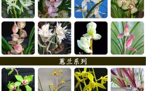 兰花的品种有哪些？蝴蝶兰、文心兰与春兰全方位对比分析