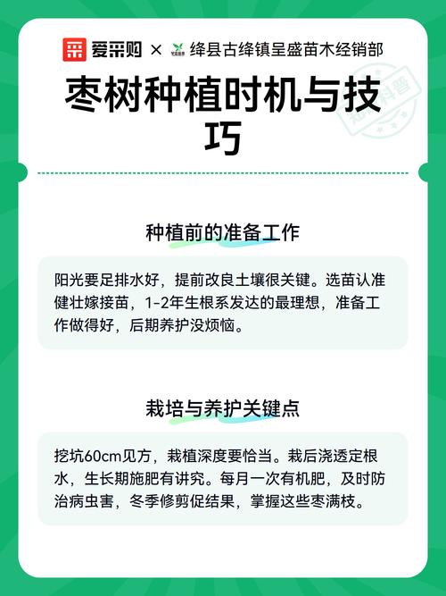 枣树什么时间移栽?掌握最佳时机与核心技巧,成活率超95% 六、缓苗管理:遮阴保湿,管住手
