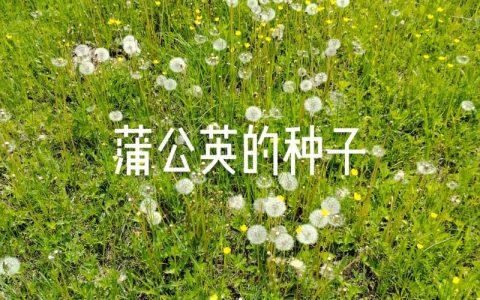 蒲公英的种子像什么？从园艺视角看自然播种的设计