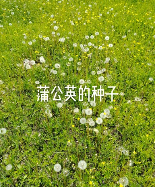 蒲公英的种子像什么？从园艺视角看自然播种的设计