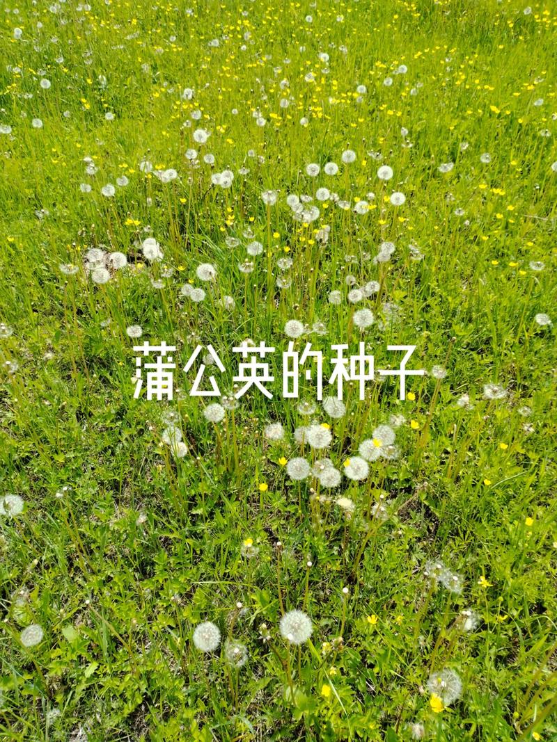 蒲公英的种子像什么?从园艺视角看自然播种的设计 最经典的比喻:微型降落伞